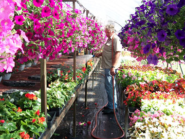  plants, hanging baskets, vegetables, herbs, shrubs and trees at Owens