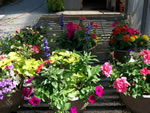 Owens Garden Center Flowers & Plants