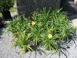 Owens Garden Center Flowers & Plants, Somerset, KY
