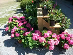 Owens Garden Center Flowers & Plants