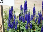 Owens Garden Center Flowers & Plants, Somerset, KY