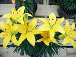 Owens Garden Center Flowers & Plants