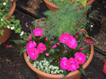 Owens Garden Center Flowers & Plants