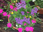 Owens Garden Center Flowers & Plants