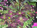 Owens Garden Center Flowers & Plants