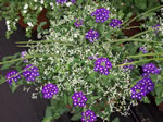 Owens Garden Center Flowers & Plants