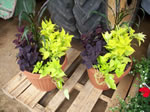 Owens Garden Center Flowers & Plants