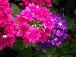 Owens Garden Center Flowers & Plants