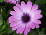 Owens Garden Center Flowers & Plants