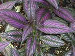 Owens Garden Center Flowers & Plants