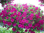 Owens Garden Center Flowers & Plants
