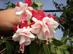 Owens Garden Center Flowers & Plants