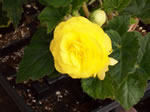 Owens Garden Center Flowers & Plants