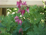 Owens Garden Center Landscaping