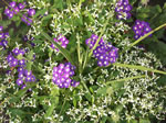 Owens Garden Center Landscaping