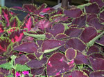 Owens Garden Center Landscaping