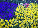 Owens Garden Center Landscaping