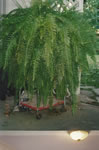 Owens Garden Center Landscaping